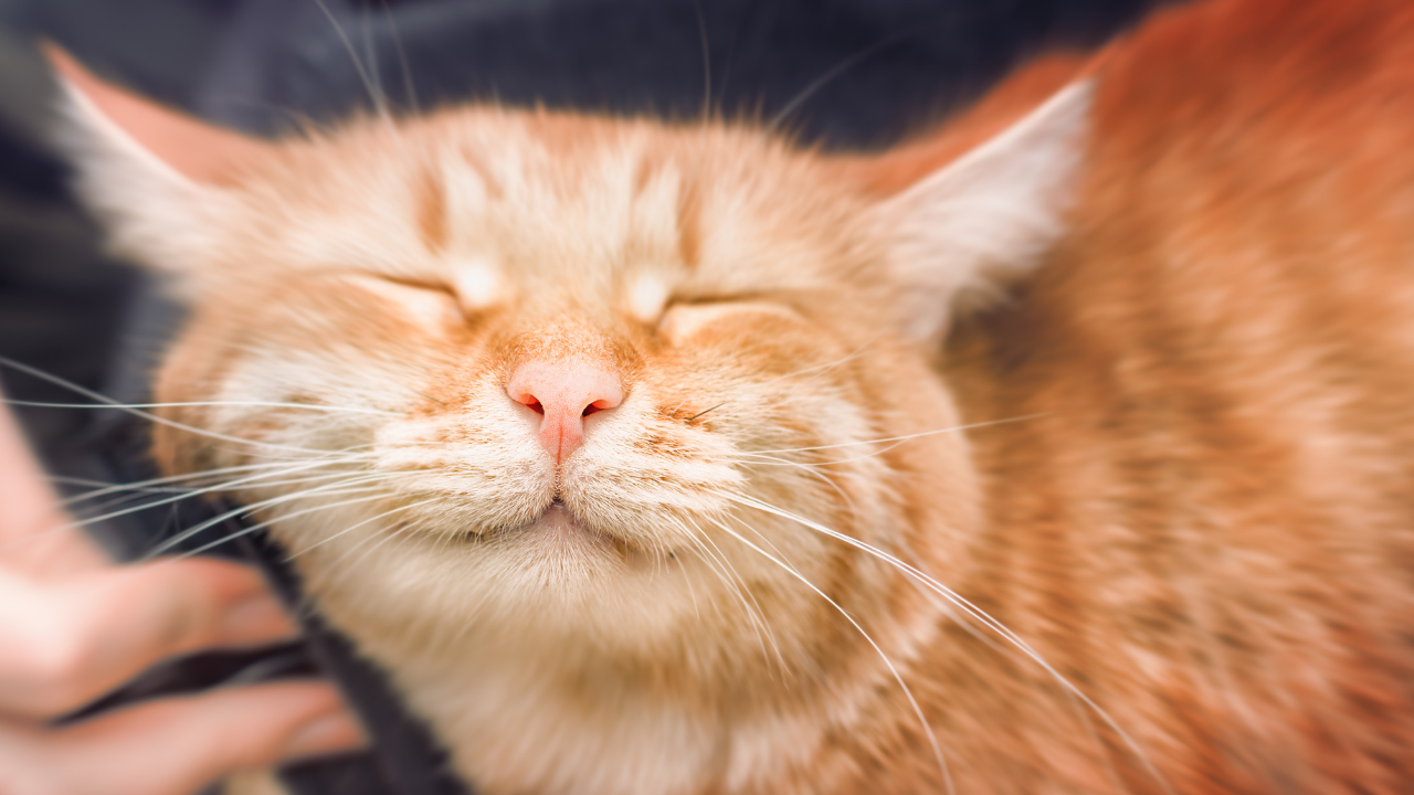 Kediniz Sizi Evet Ya Da Hayır Demeniz Için Mi Eğitiyor (6)