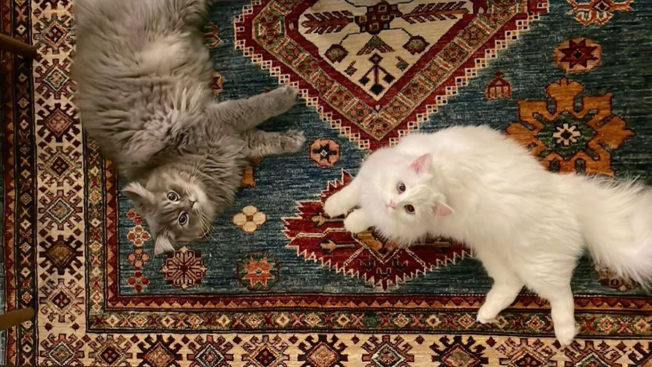 Kediniz Sizi Evet Ya Da Hayır Demeniz Için Mi Eğitiyor