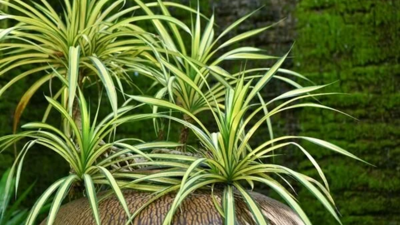 Kışın Evde Rutubeti Önleyen Bitkiler (1)