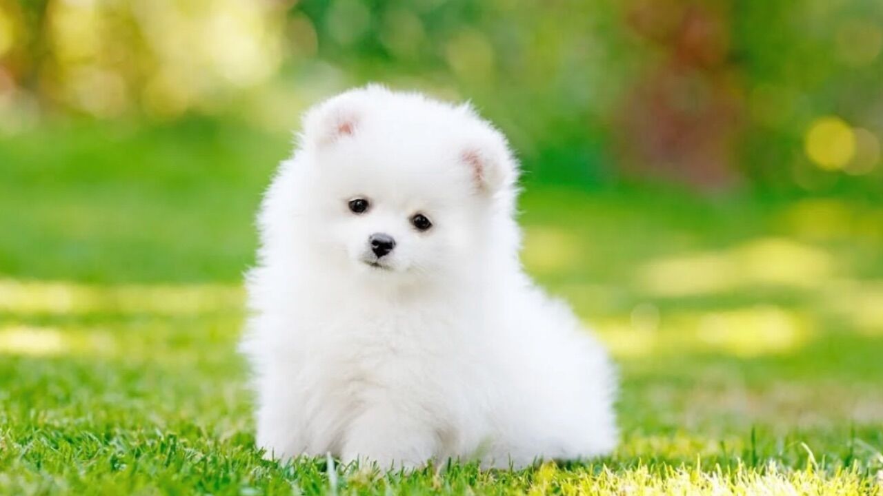 Köpeğiniz Gerçekten Zeki Mi