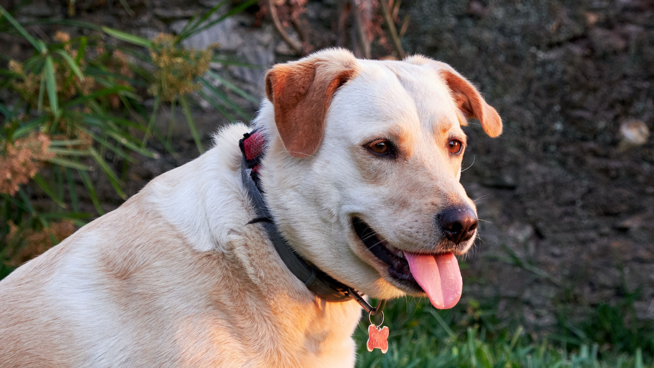 Köpeklerin Dili Neden Hep Dışarıda Uzmanlar Anlatıyor (2)