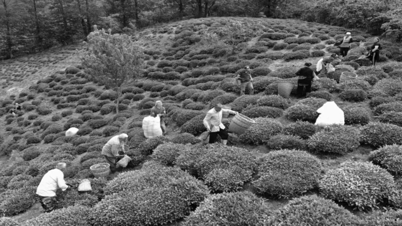 Milli Içeceğimiz Çayın Hayatımıza Nasıl Girdiğini Biliyor Muydunuz (2)