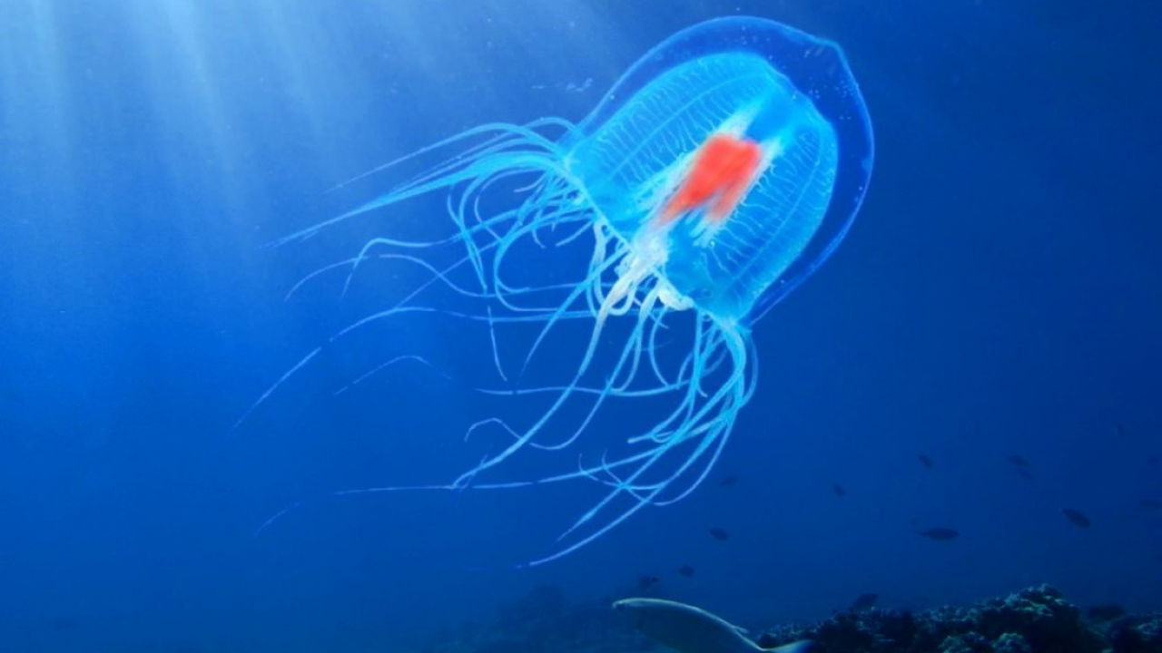 Ölümsüzlük Mümkün Mü Bilimi Peşinden Sürükleyen Denizanası (1)