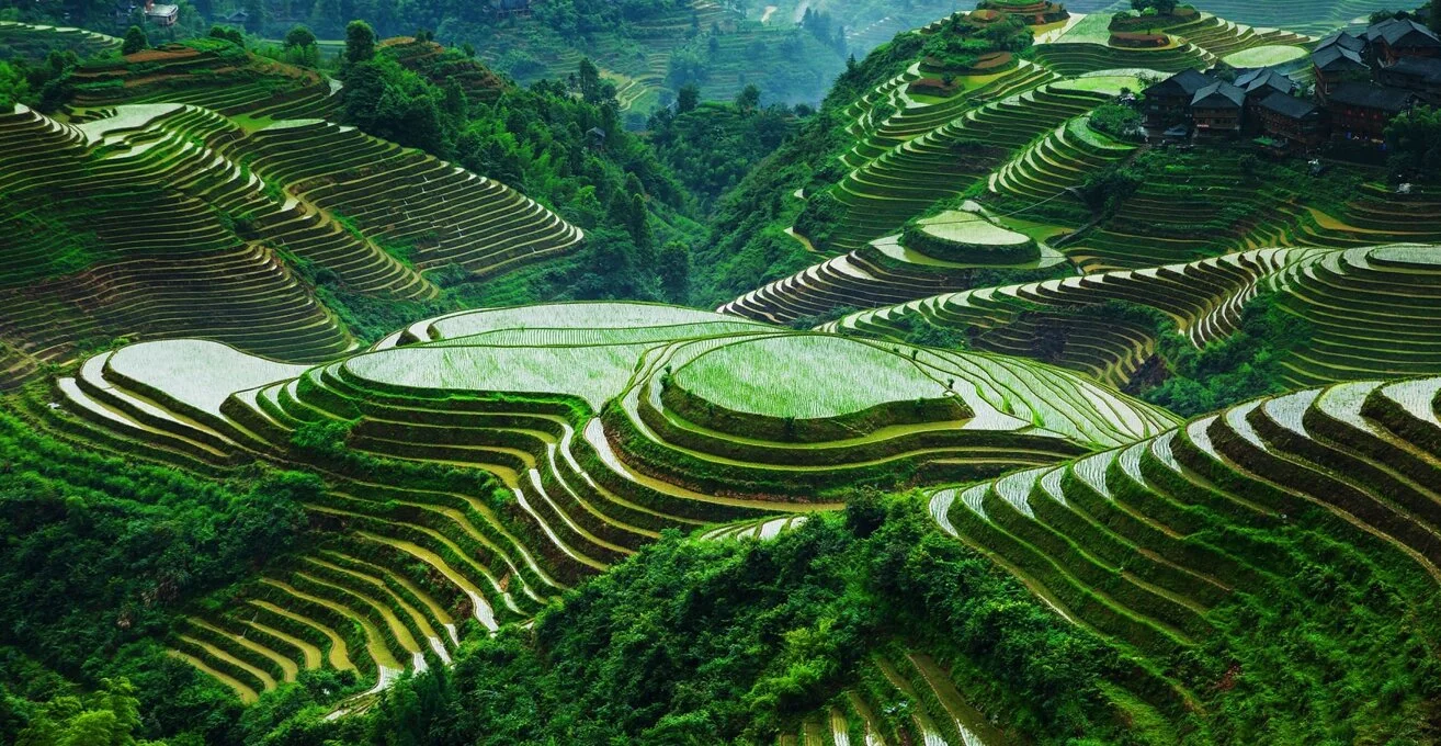 Pirinç Tarlası.jpg