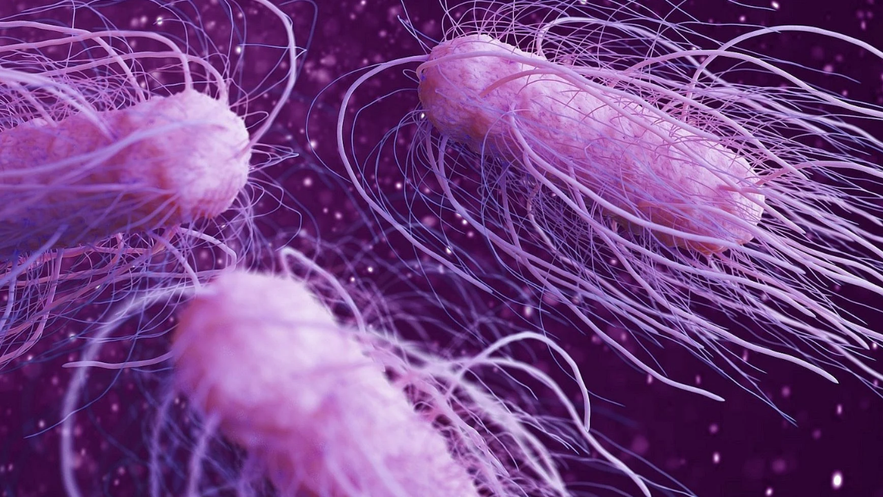 Salmonella Nedir Ve Nasıl Bulaşır Mutfağınızdaki Salmonella Tehdidi!