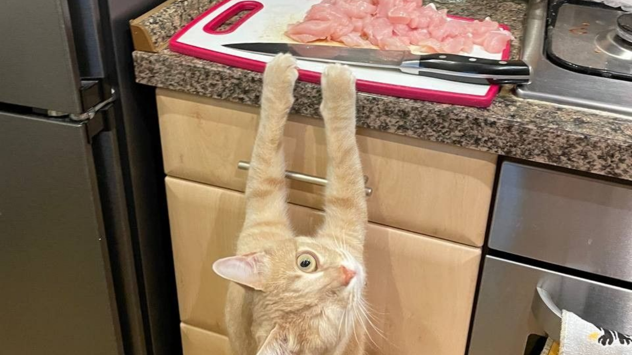 Sarman Kediler Neden Daha Yaramaz Bilimsel Cevap (2)