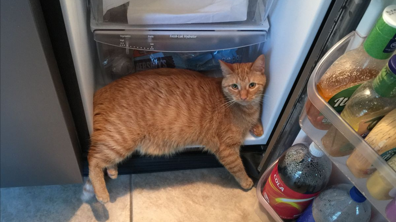 Sarman Kediler Neden Daha Yaramaz Bilimsel Cevap (3)