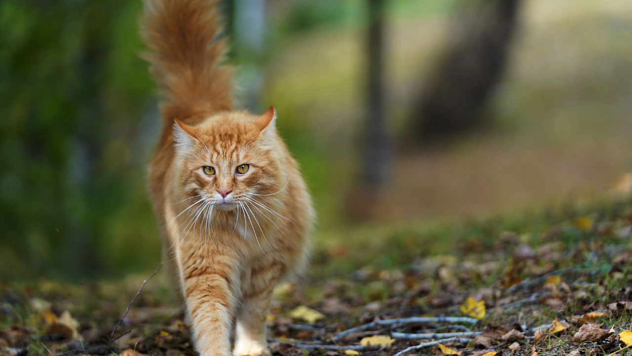 Sarman Kediler Neden Daha Yaramaz Bilimsel Cevap