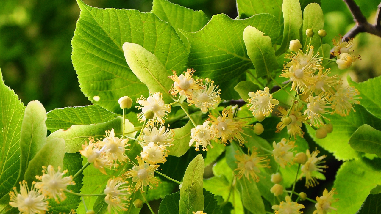 Stresten Uykuya, Gripten Öksürüğe Ihlamurun Bilinmeyen 8 Faydası (1)