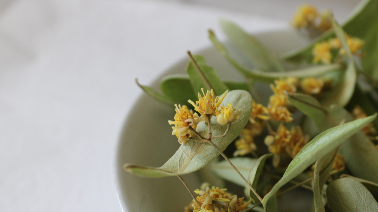 Stresten Uykuya, Gripten Öksürüğe Ihlamurun Bilinmeyen 8 Faydası (2)