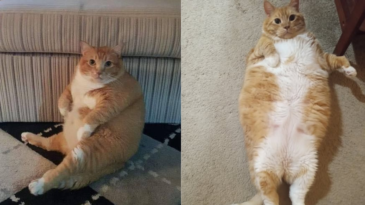 Kedilerinize fazla mama