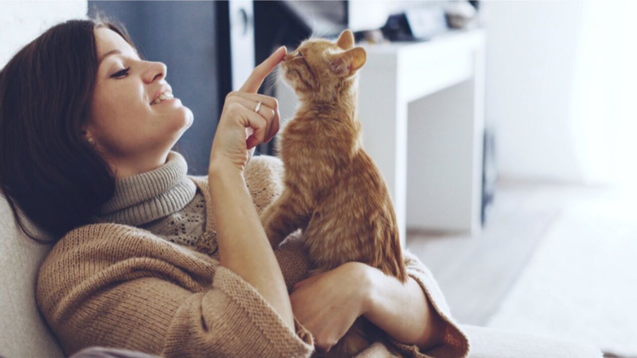 Kedi̇ Sevmeyen İnsan 2