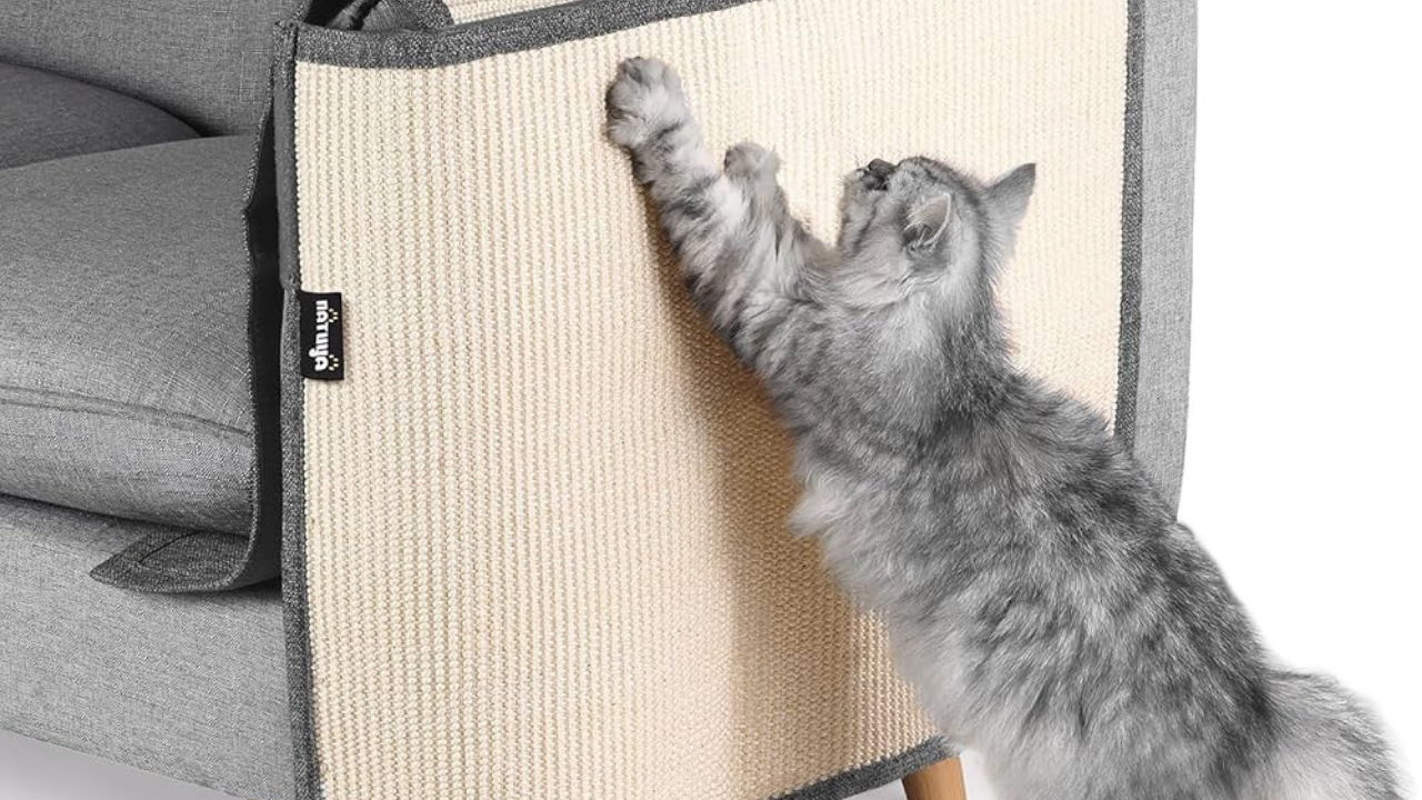 Kedilerinizi Strese Sokmadan (1)