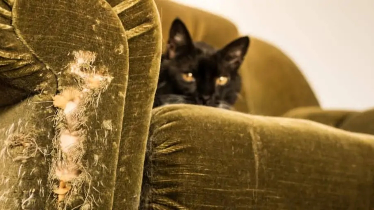 Kedilerinizi Strese Sokmadan (4)