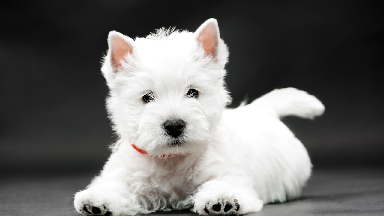 Köpeğinizde Kurt Dna’sı (2)