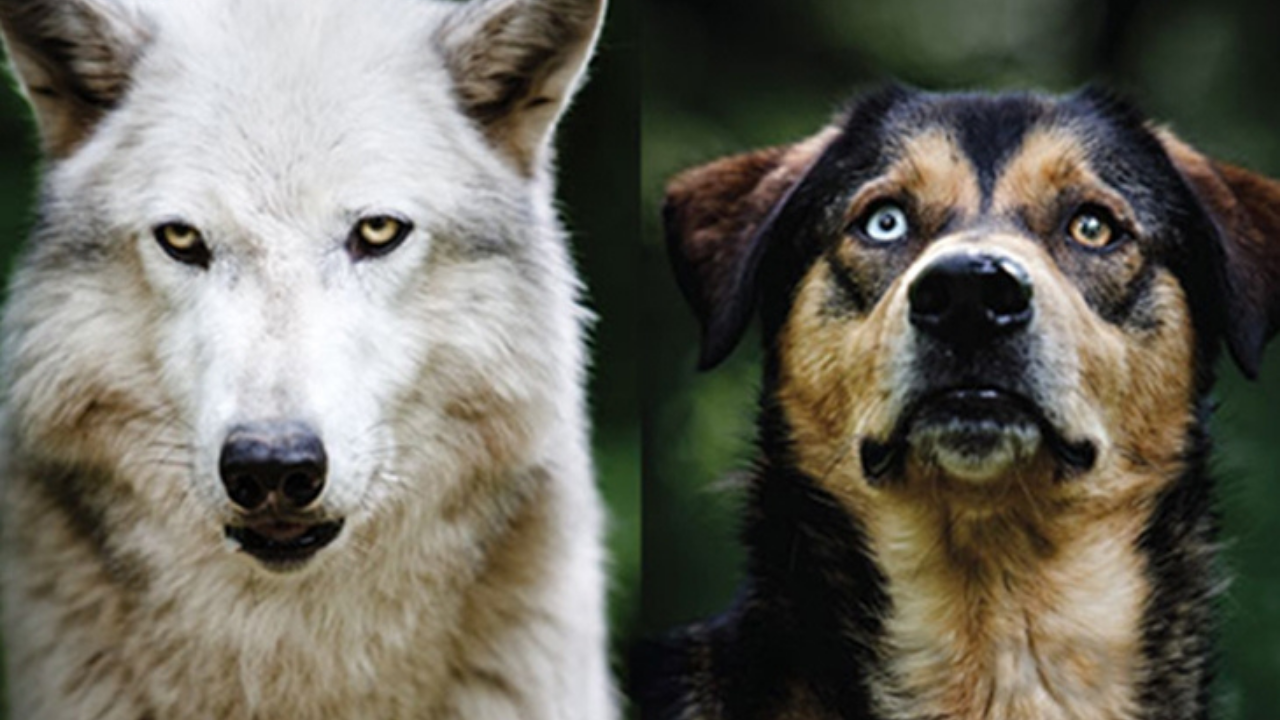 Köpeğinizde Kurt Dna’sı (3)