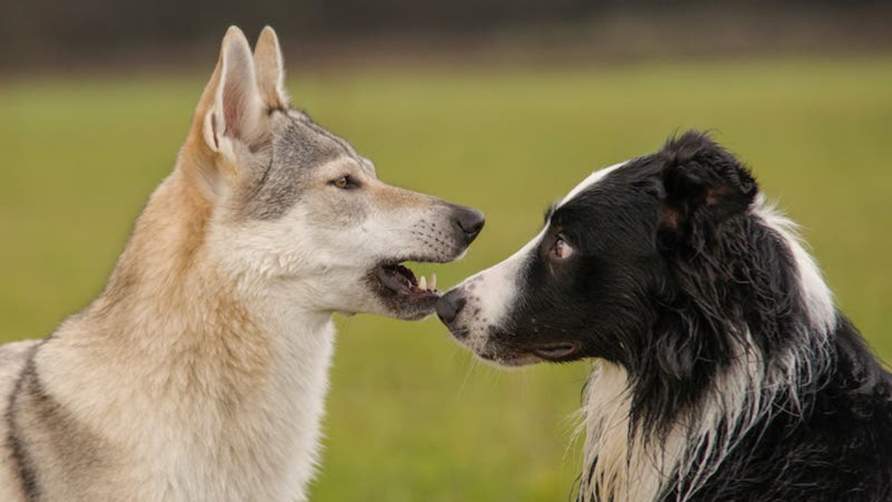 Köpeğinizde Kurt Dna’sı (4)