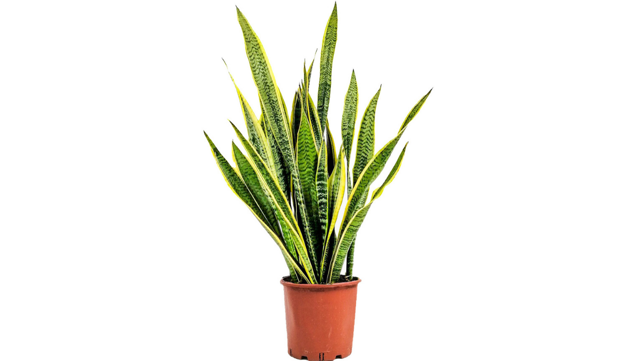 Evde Bakımı En Kolay 5 Bitki (1)