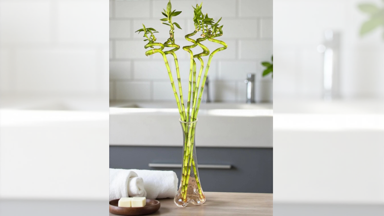 Evde Bakımı En Kolay 5 Bitki (2)