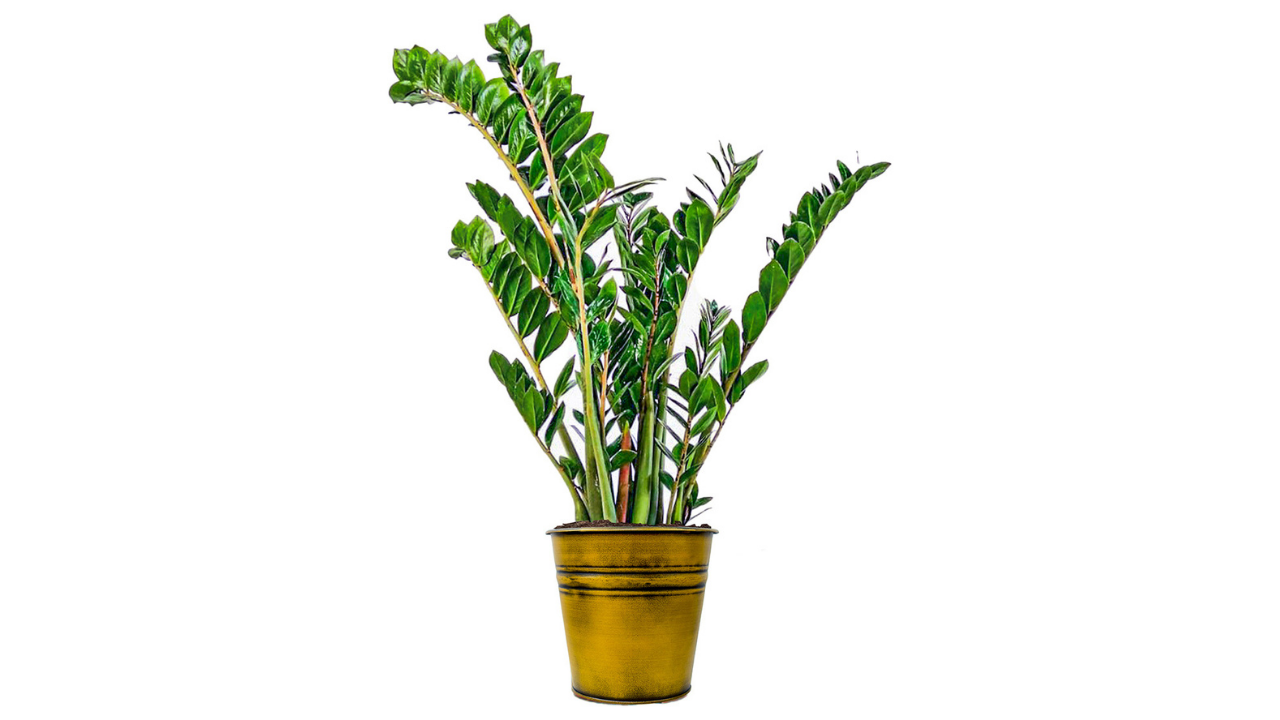 Evde Bakımı En Kolay 5 Bitki (5)