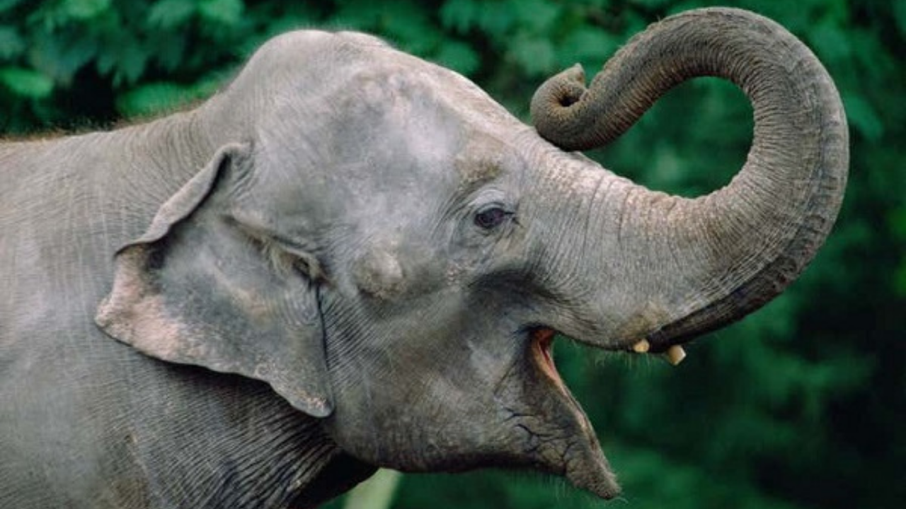 Fillerin Hortumu (1)