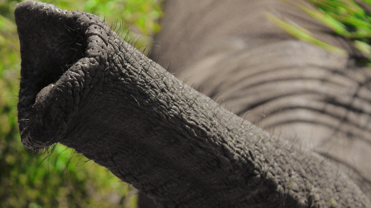 Fillerin Hortumu (2)