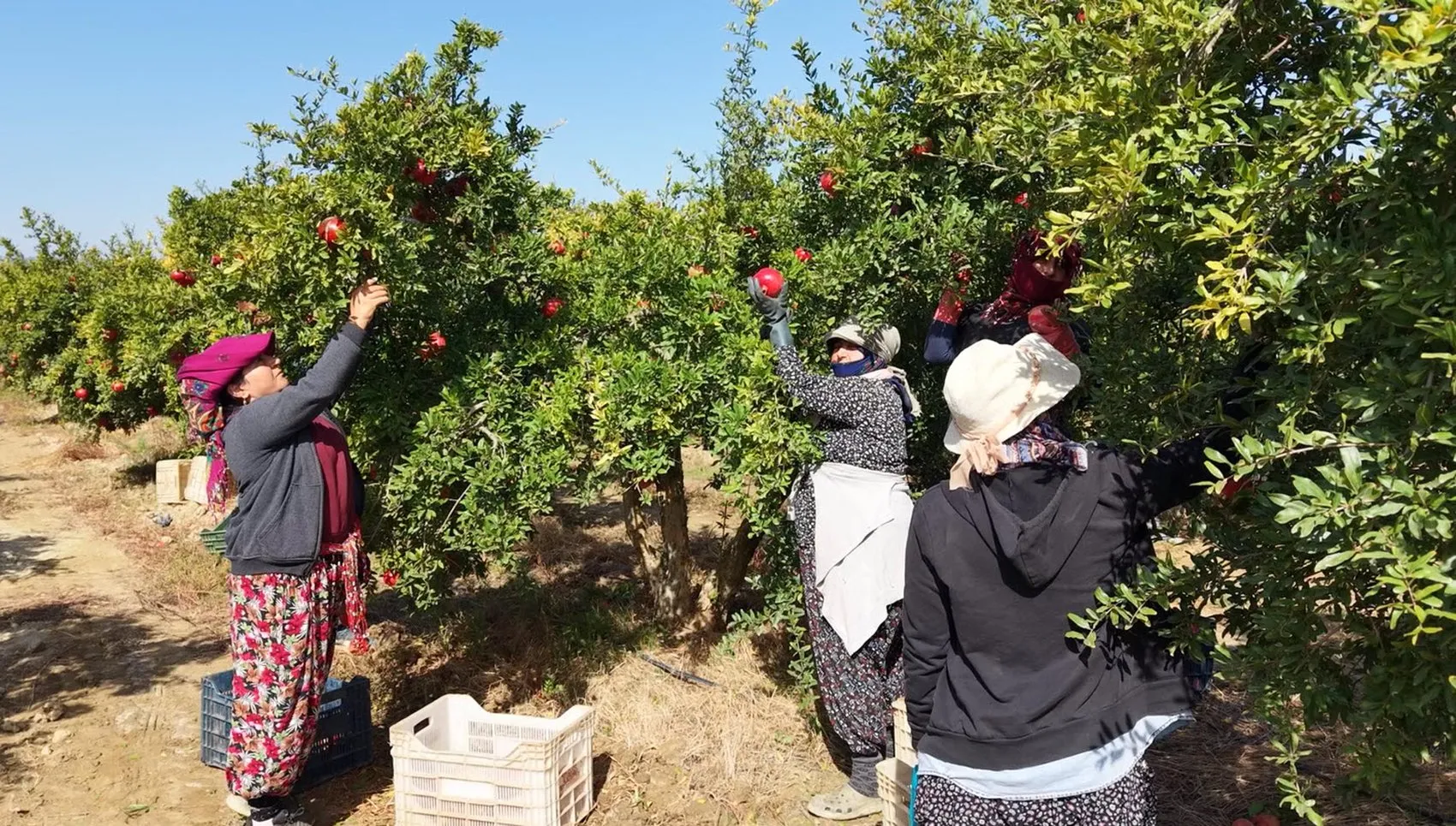 Antalya ve Mersin'i geride bıraktı: Selçuk'un kırmızı altını dünyaya açılıyor