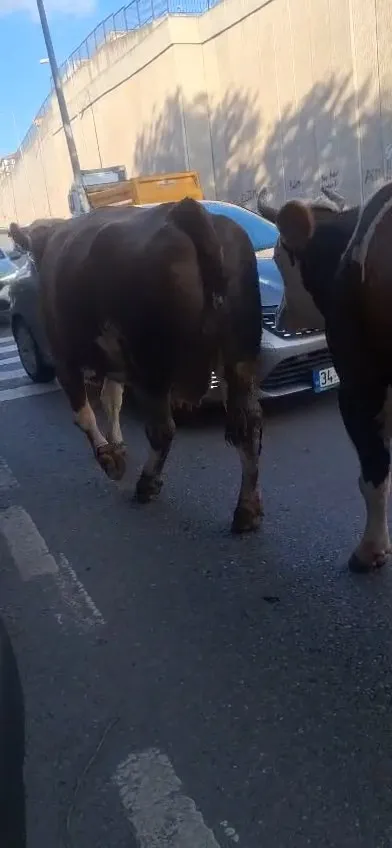 İstanbul trafiğinde beklenmedik misafirler: Araçların arasında inek sürüsü