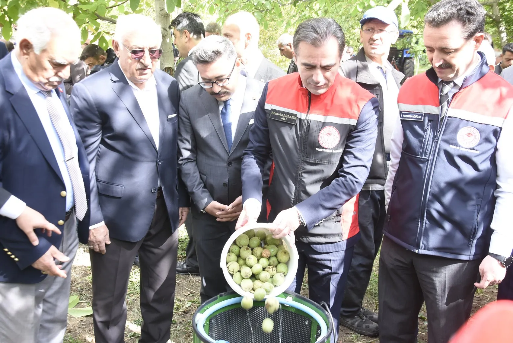 Bitlis'in bereketli topraklarında ceviz mesaisi: Vali Karakaya geleneksel yöntemle hasada katıldı