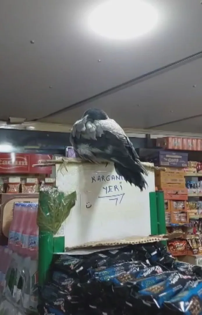 Ümraniye'nin en sadık müşterisi: Marketin kapısından girip saçlarını taratıyor