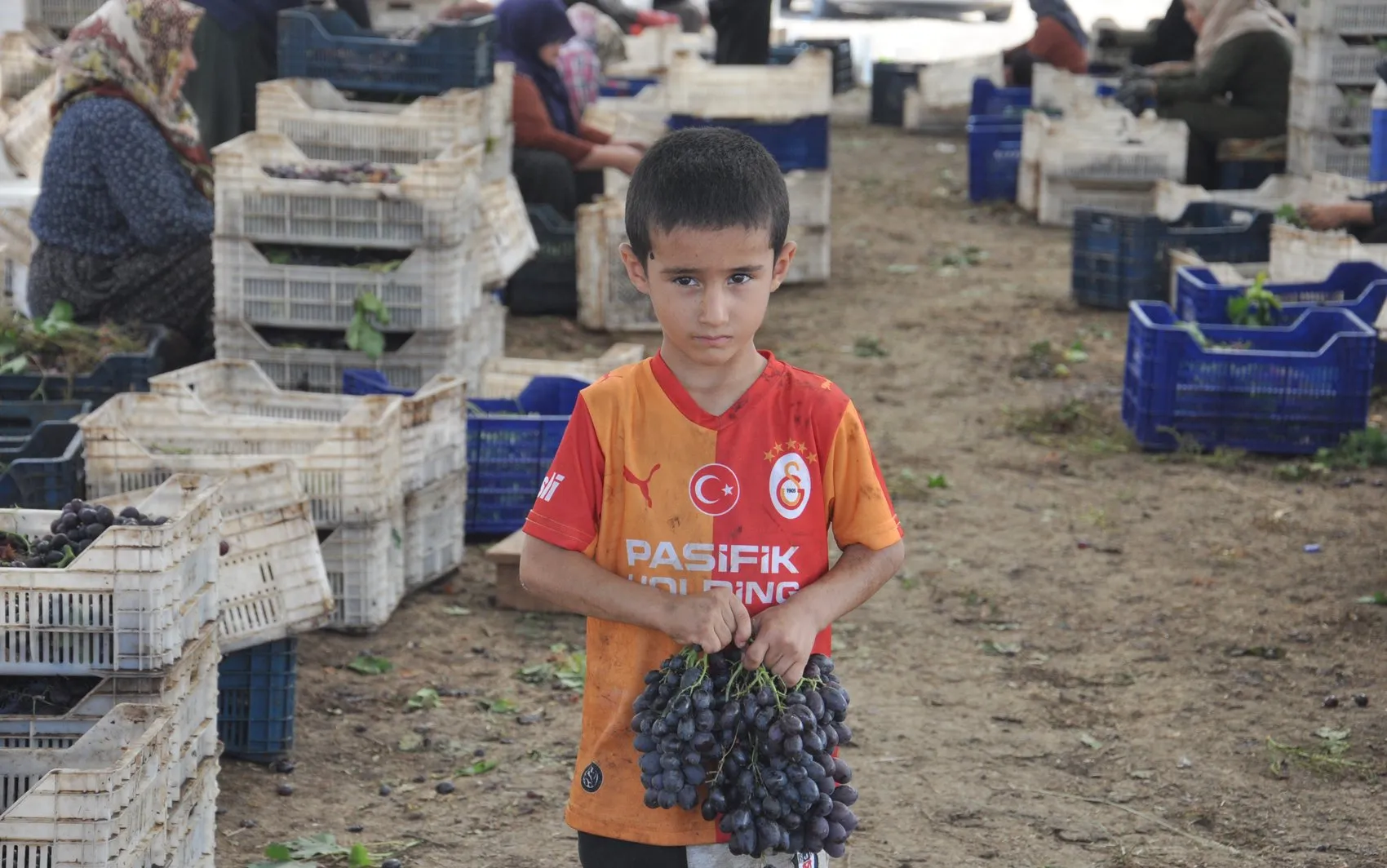 İslahiye'nin tescilli lezzeti Antep karası için kurutma mesaisi başladı