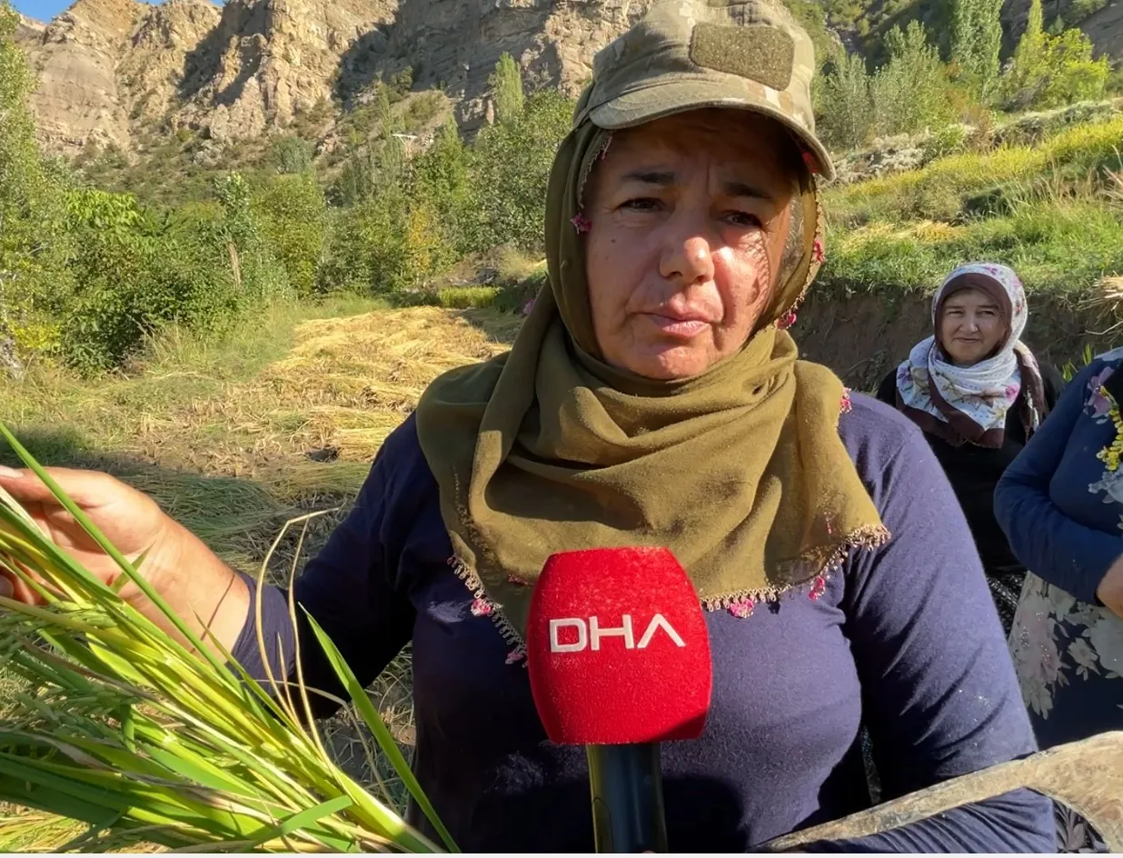 Yusufeli'nde asırlık gelenek: Modern tarıma inat orakla hasat mesaisi