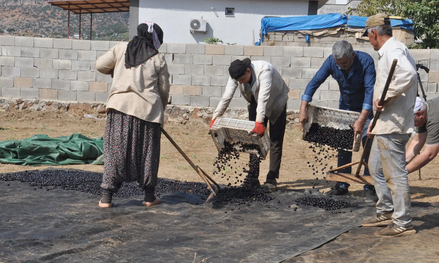 İslahiye'nin tescilli lezzeti Antep karası için kurutma mesaisi başladı