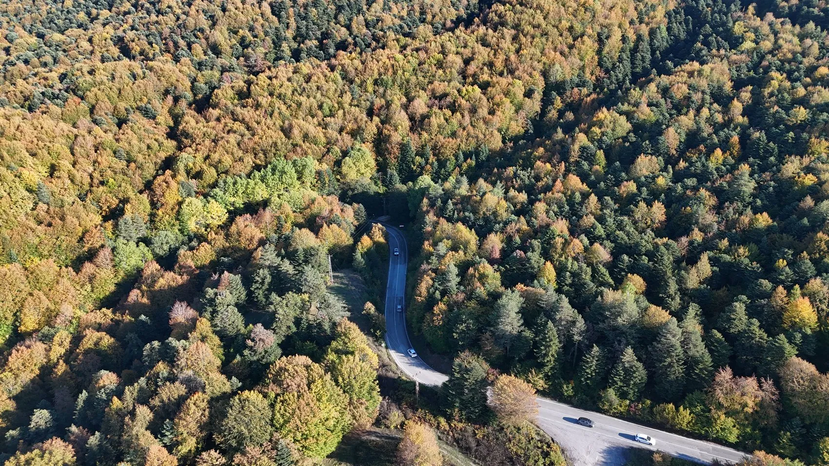 Bolu ormanlarında mevsimin en büyüleyici dönüşümü başladı