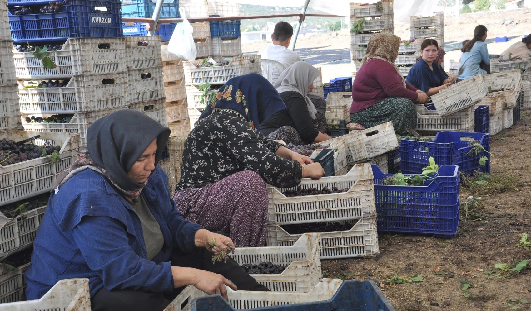 İslahiye'nin tescilli lezzeti Antep karası için kurutma mesaisi başladı