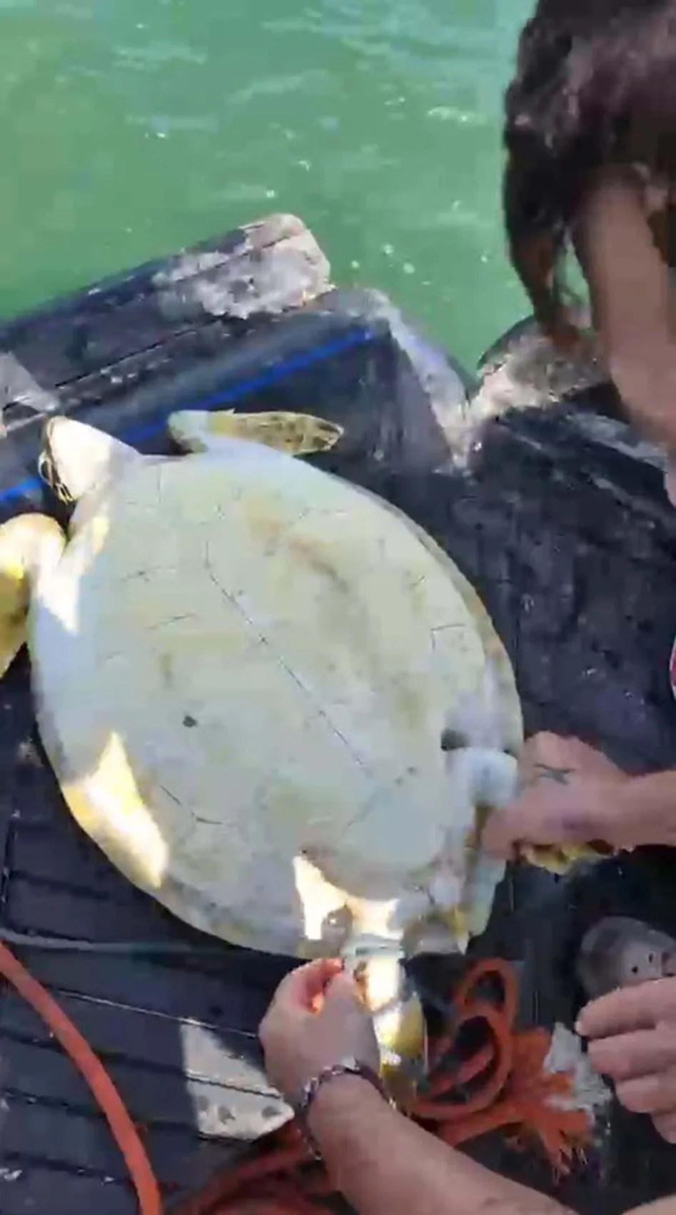 Denizin ortasında vicdan nöbeti: Pet şişeye mahkûm edilen caretta carettayı ölümden kurtardılar