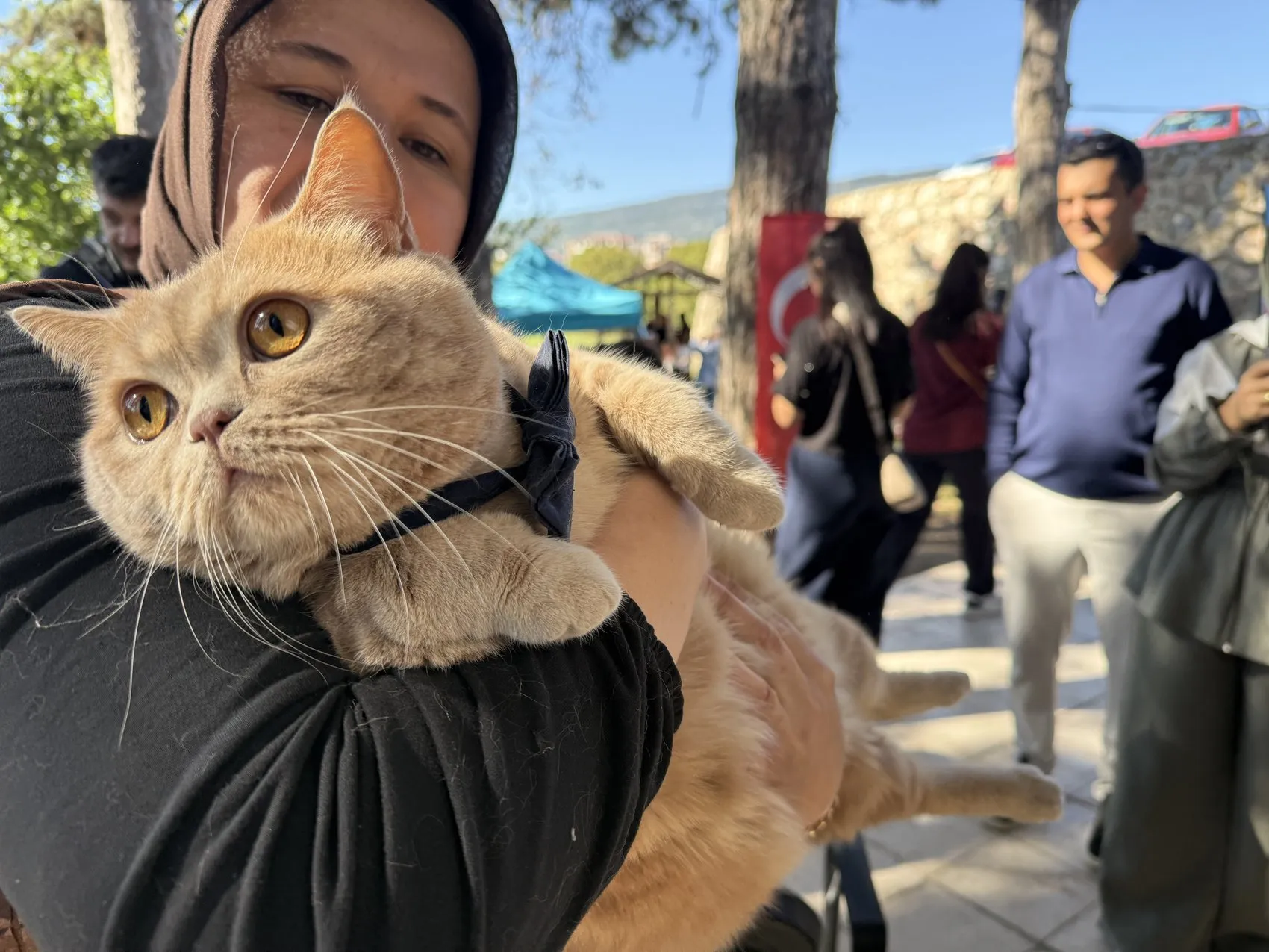 Tokat'ta podyumun yeni yıldızları: En süslü ve en bakımlı kediler belli oldu
