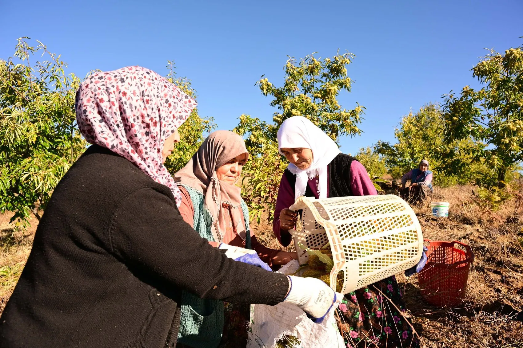 Manisa'nın dağlarında asırlık gelenek: Kestaneler kuyularda lezzetini buluyor