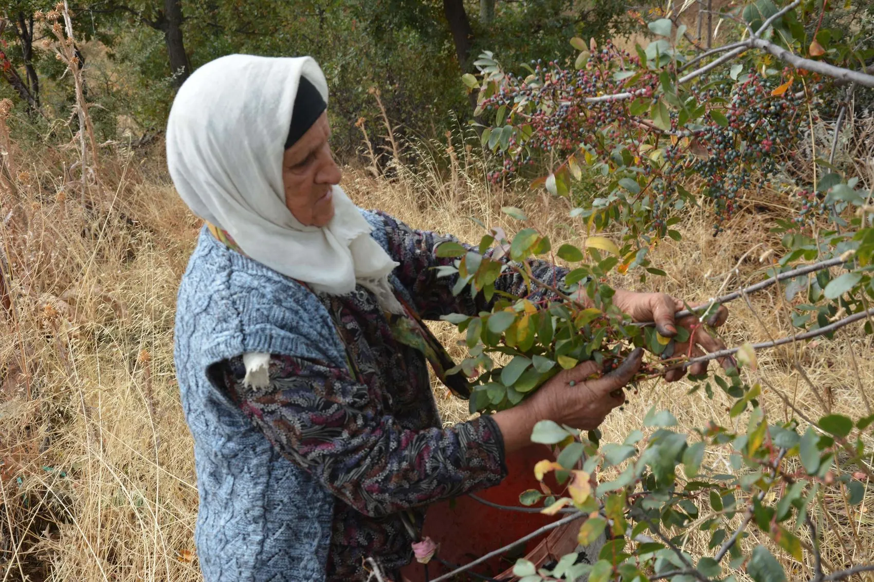 78 yaşındaki Zeynep teyzenin bitmeyen enerjisi: Çocukluktan kalan mirasla dağların bereketini topluyor