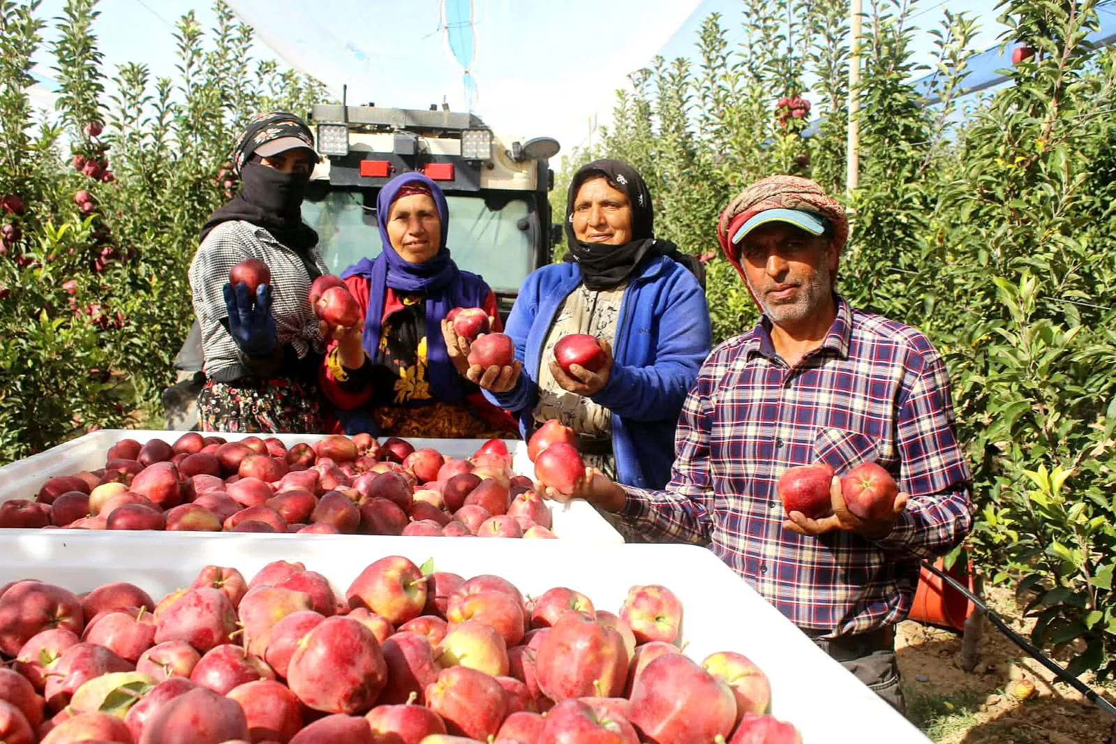 Erciyes'in serin rüzgarı Yeşilhisar'da berekete dönüştü: Don felaketinden rekor hasada
