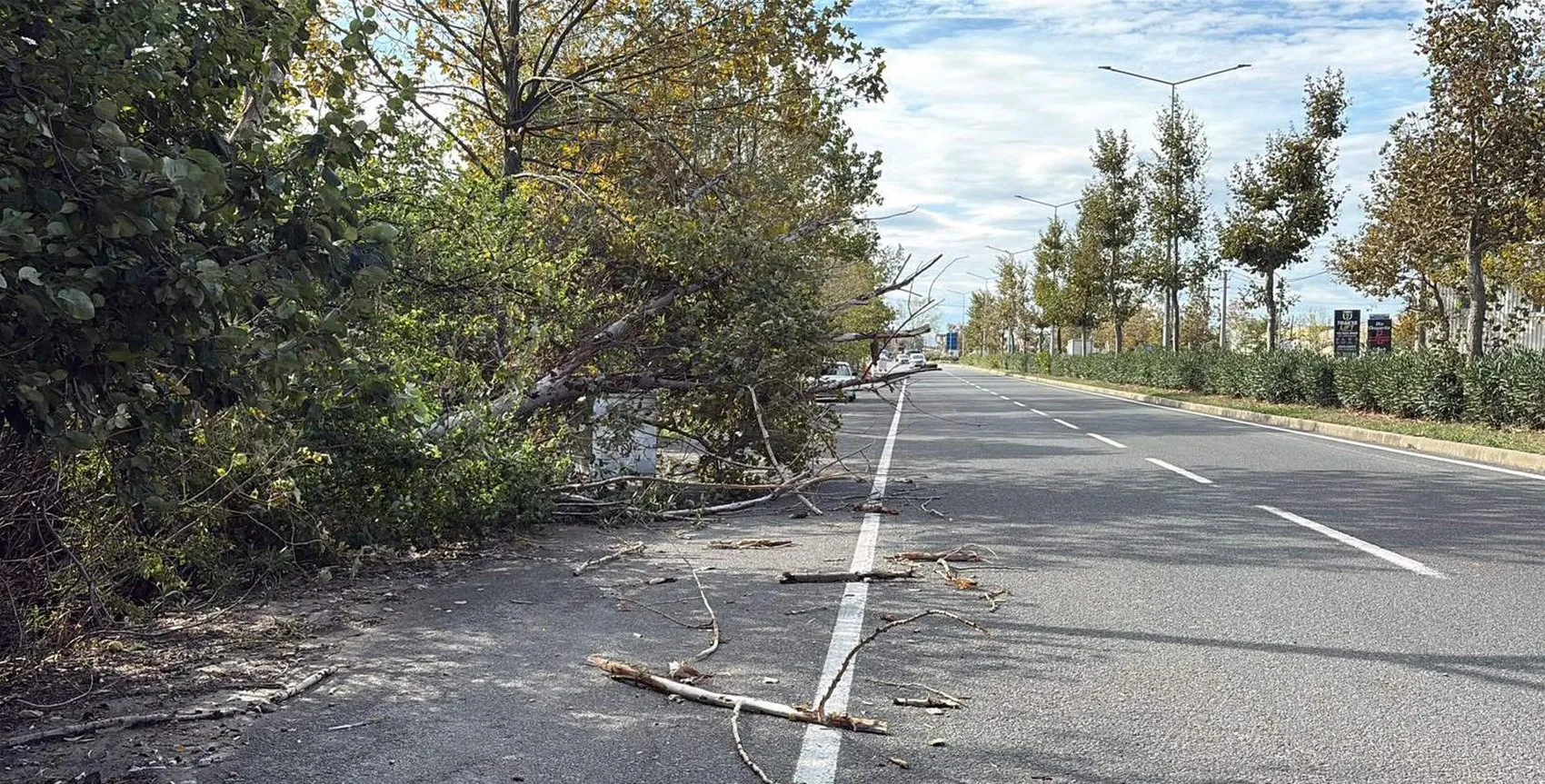 Tekirdağ'da fırtına hayatı felç etti: Devrilen ağaçlar ve direkler ulaşımı aksattı