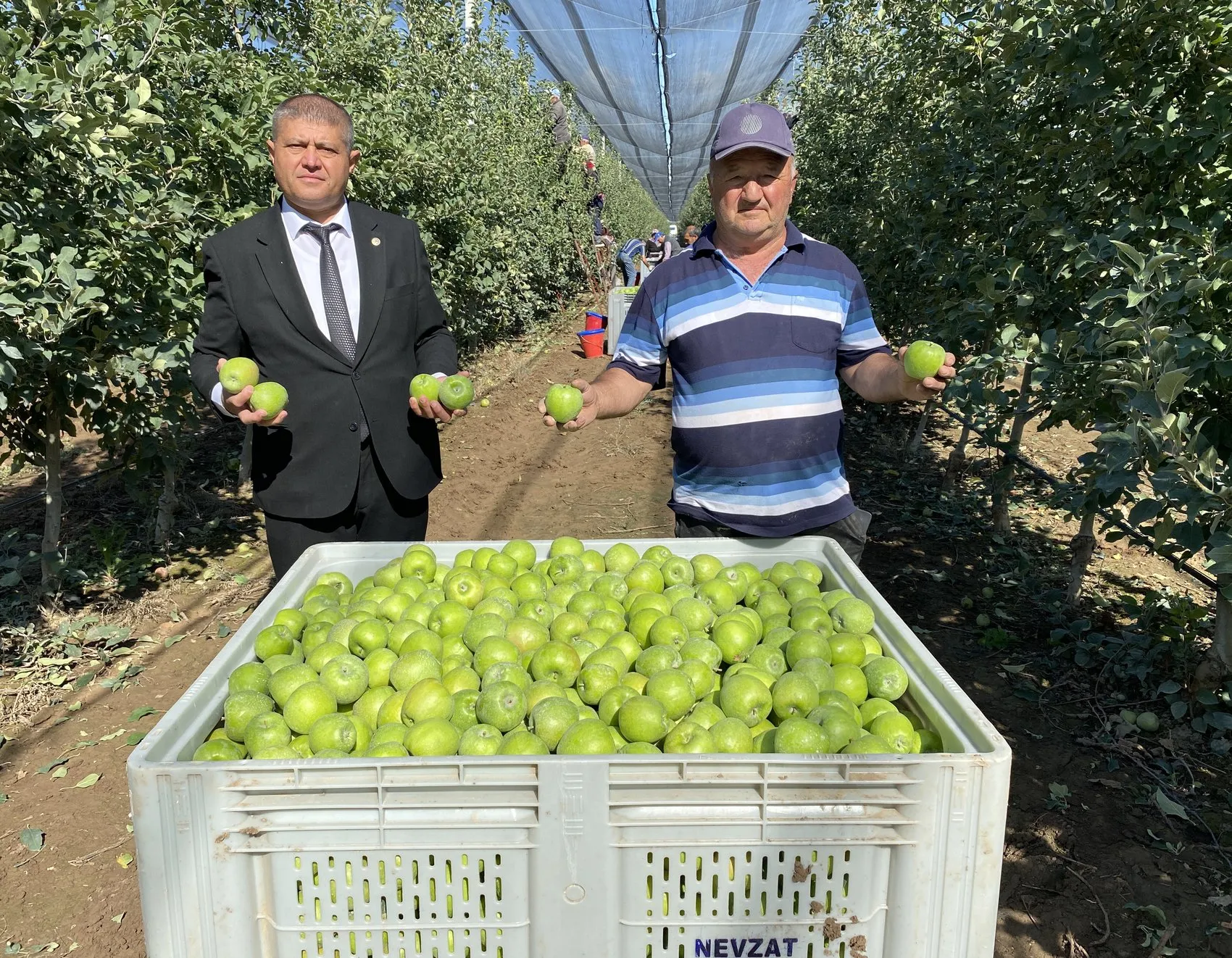Isparta'nın bereketli bahçelerinde hummalı çalışma: 1 milyon 250 bin tonluk dev hasat başladı