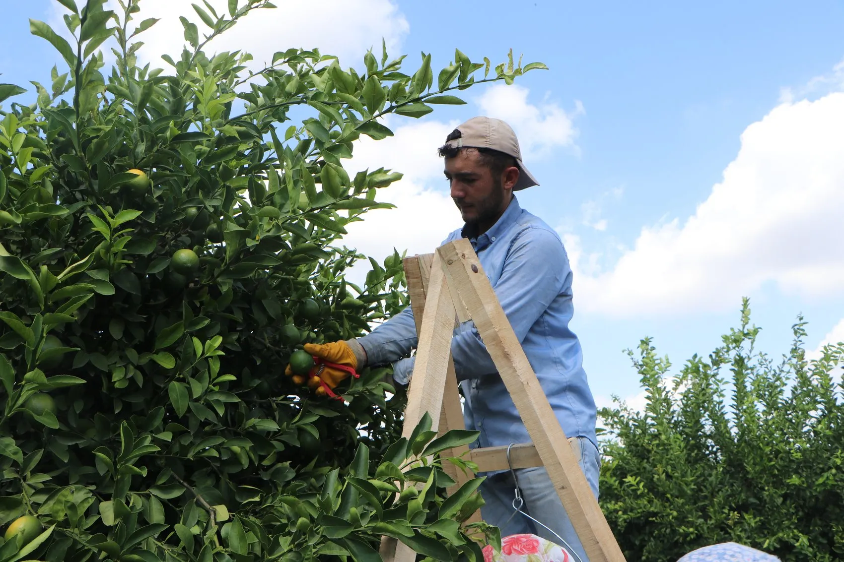 Adana'da limon üreticisinin kabusu: Depolardaki eski ürün yeni hasadı vurdu