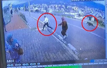 Minibüs beklerken kabusu yaşadı: Köpekten kurtulmak isterken hastanelik oldu