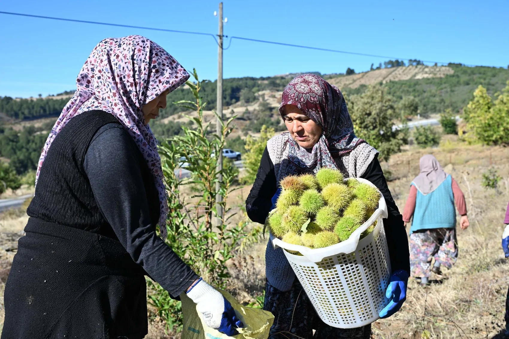 Manisa'nın dağlarında asırlık gelenek: Kestaneler kuyularda lezzetini buluyor
