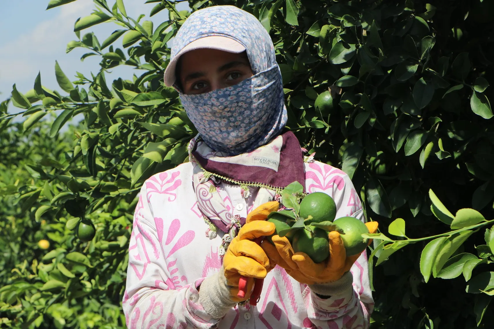 Adana'da limon üreticisinin kabusu: Depolardaki eski ürün yeni hasadı vurdu