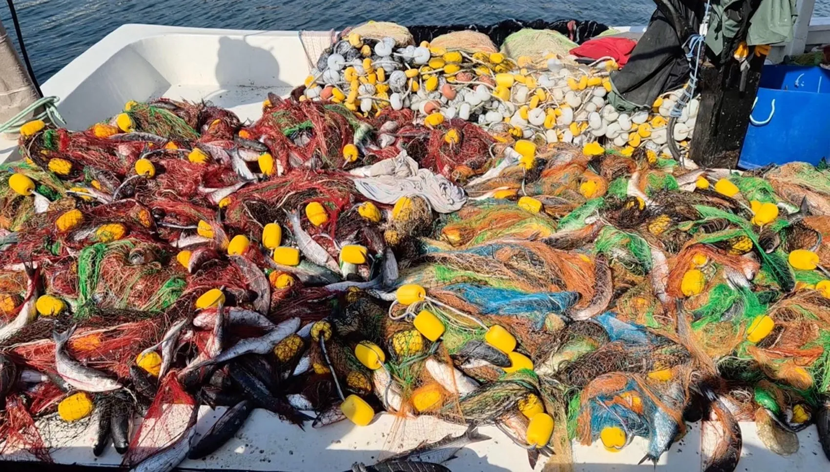 Marmara'da yüzleri güldüren bereket: Tek bir ağdan 1,5 ton çıktı