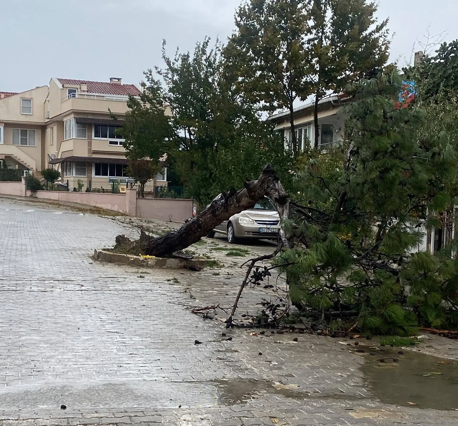 Keşan'da fırtına dehşeti: Dev çam ağacı yolu kapattı