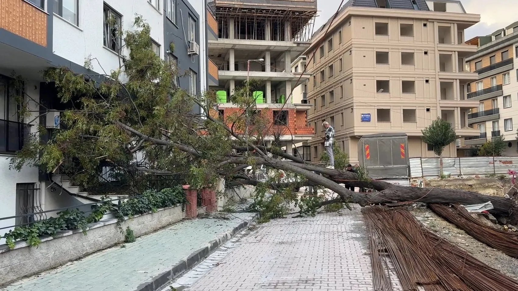 Avcılar'da saniyelerle gelen mucize: Devrilen ağacın altında kalmaktan kıl payı kurtuldu