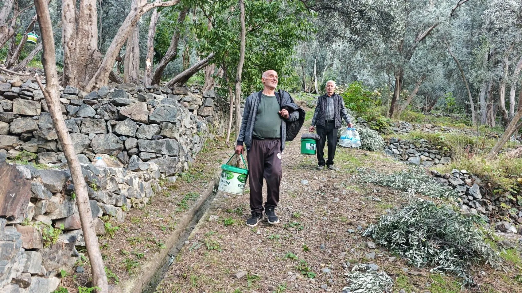 Artvin’in sarp yamaçlarında cambazlık mesaisi: 12 metrelik merdivenlerde Butko hasadı